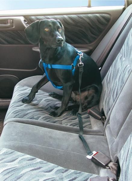 Cora Guinzaglio di sicurezza per cani Stopdog