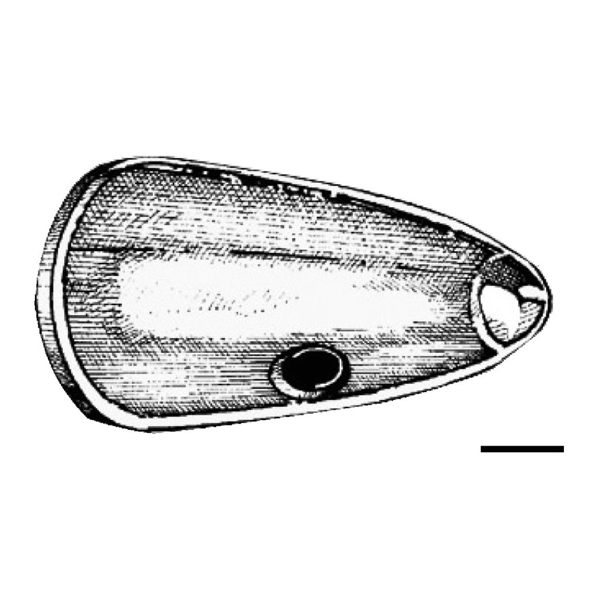 Osculati Ogiva in zinco