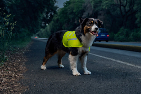 Lampa Dog Safety vest, veste riflettente ad alta visibilità - L 60484